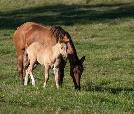 Caballos