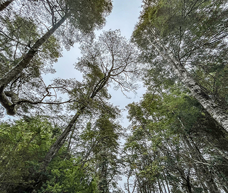 Árboles