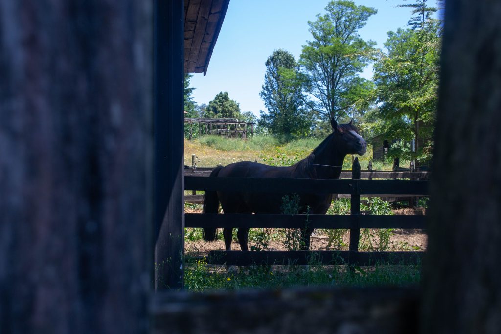 DSC_0162-2